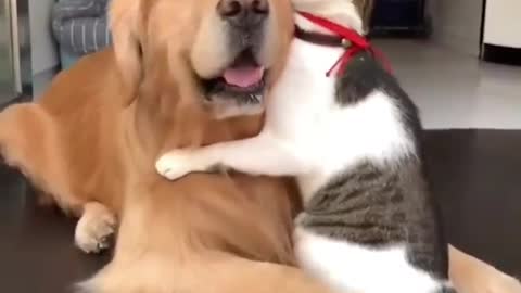 Cat adorably hugs friend 🐶🐕 🐈❤️