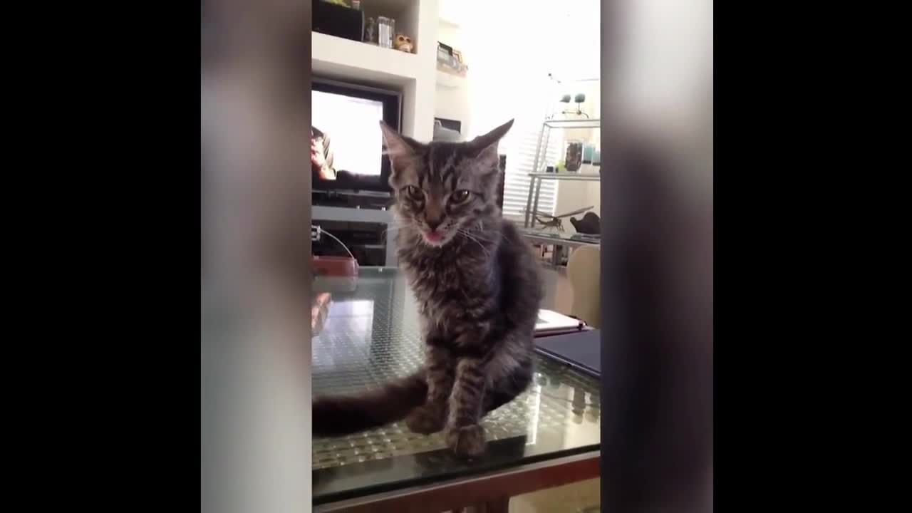 Can you not laugh? Collection of videos with funny animals