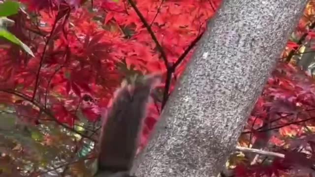 The cute little squirrel runs between trees