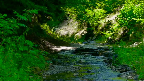 Forest Stream