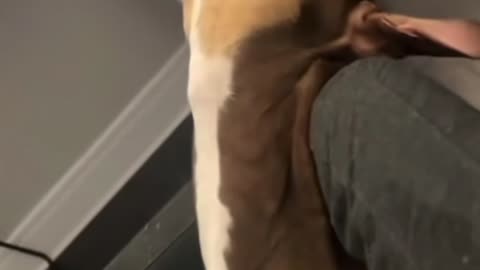 When ur dog thinks he pays the house bills