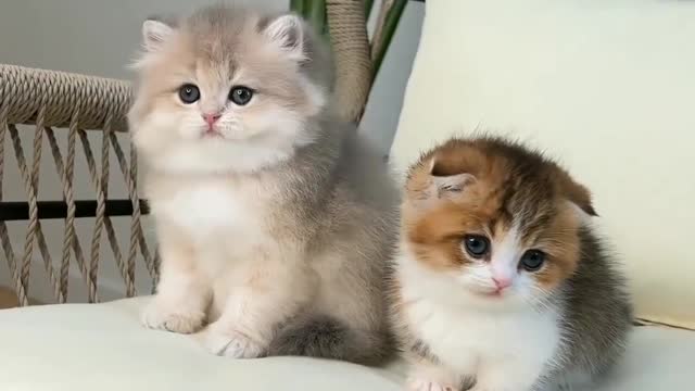 Cat lover