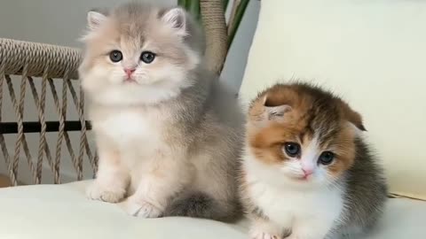 Cat lover