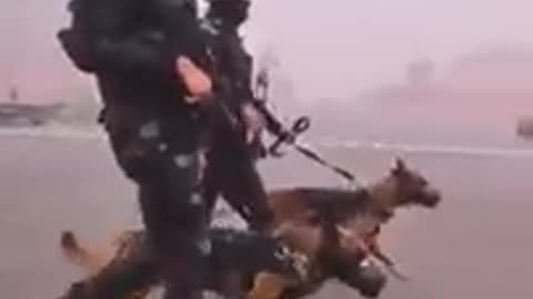 Dag training video dag mane kuta shikhane ke liye
