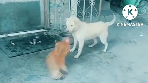 Chicken VS Dog Fight - Funny Dog Fight Videos