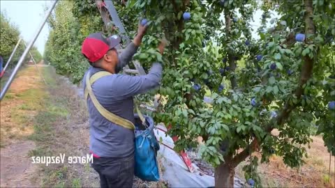 Picking Billions Of Plums In California