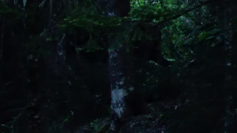 Moose