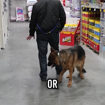 Off-Leash Heeling Pro Tips