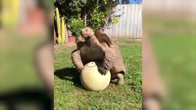 Funny animals๐
๐๐๐น