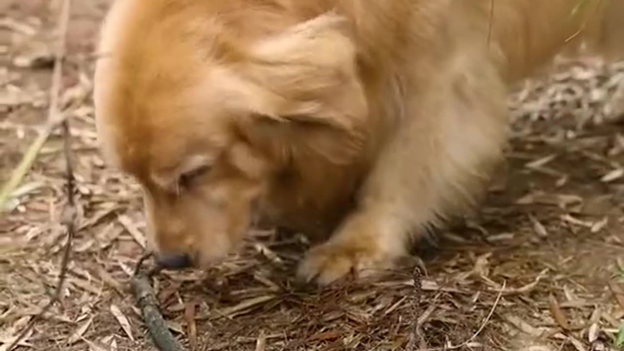Dogs Love Ep #3