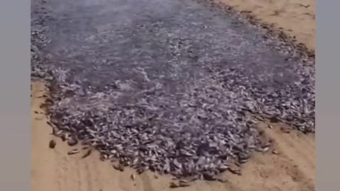 Un incredibile flusso d'acqua contenente innumerevoli piccoli pesci nel deserto di Saleh Pat