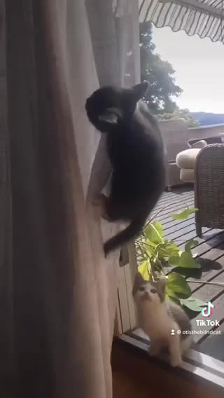 This blind cat has climbed the curtains for 1 year