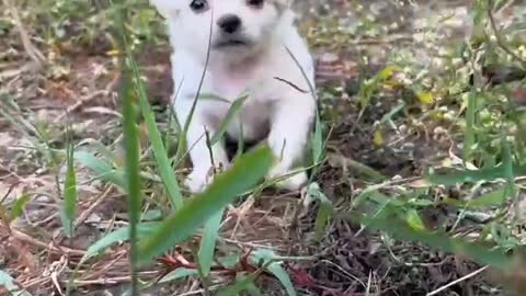 The dog is angry and can't be summoned without delicious food in his hand