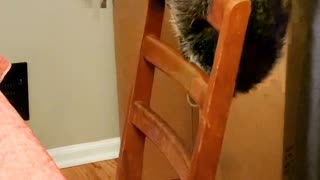 Raccoon Trapeze Artist Performs Routine on Chair Apparatus