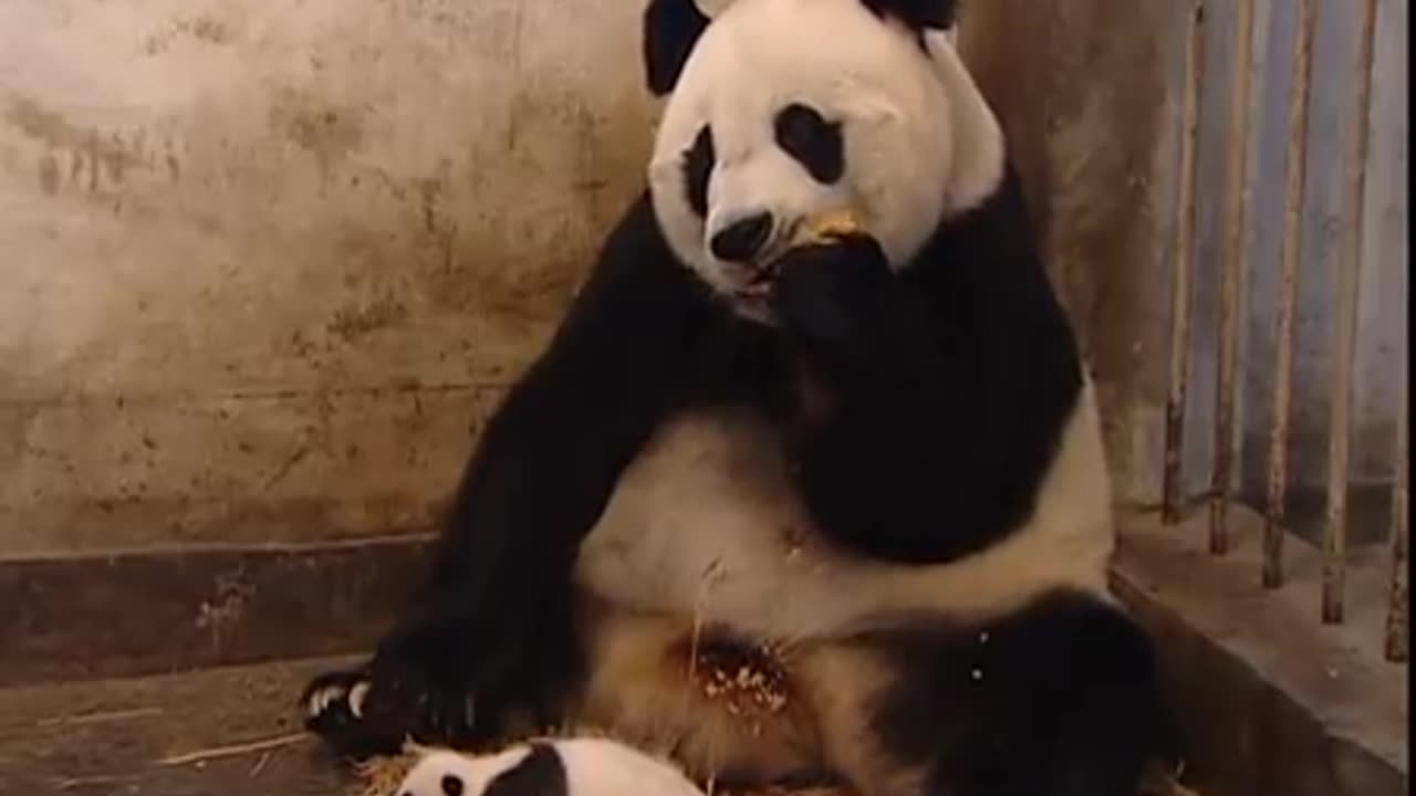 Sneezing Baby Panda | Original Video