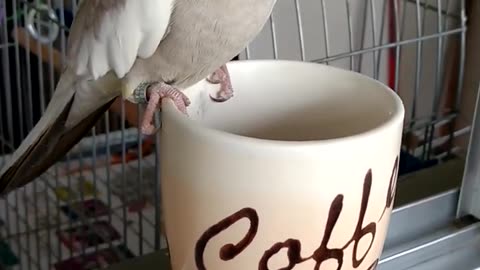 Cute cockatiel parrot funny parrot talking birds