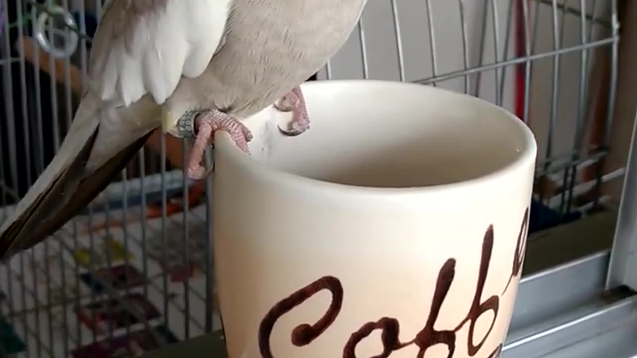 Cute cockatiel parrot funny parrot talking birds