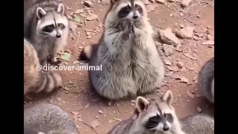 Cute baby animals Videos Compilation cute moment of the animals - Cutest Animals #23