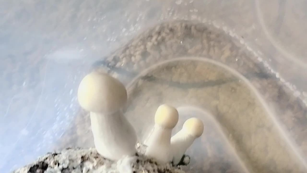 Beautiful albino 🍄