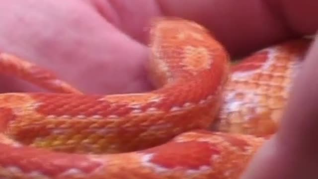 Snake on Hands 😱🐍 #Snake #Short #SnakeVideo #SnakeOnly #viral #viralshorts #snakes #viral_video