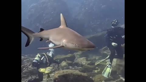 wait guys, Shark passing by 😂🦈