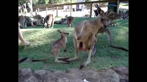 Baby Kangaroos & Joeys - CUTEST Compilation