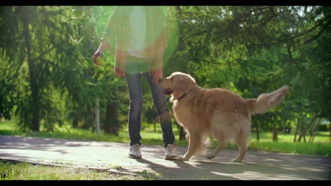 cute dogs playing with his owner | CutestForever