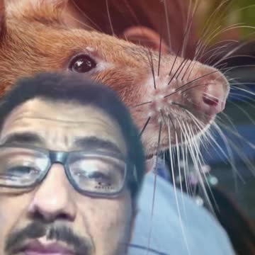 Meet Magawa A Tanzanian Rat With A World Record To Have Sniffed 71 Land Mines #shorts