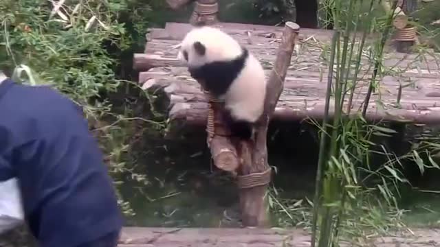 Panda cub