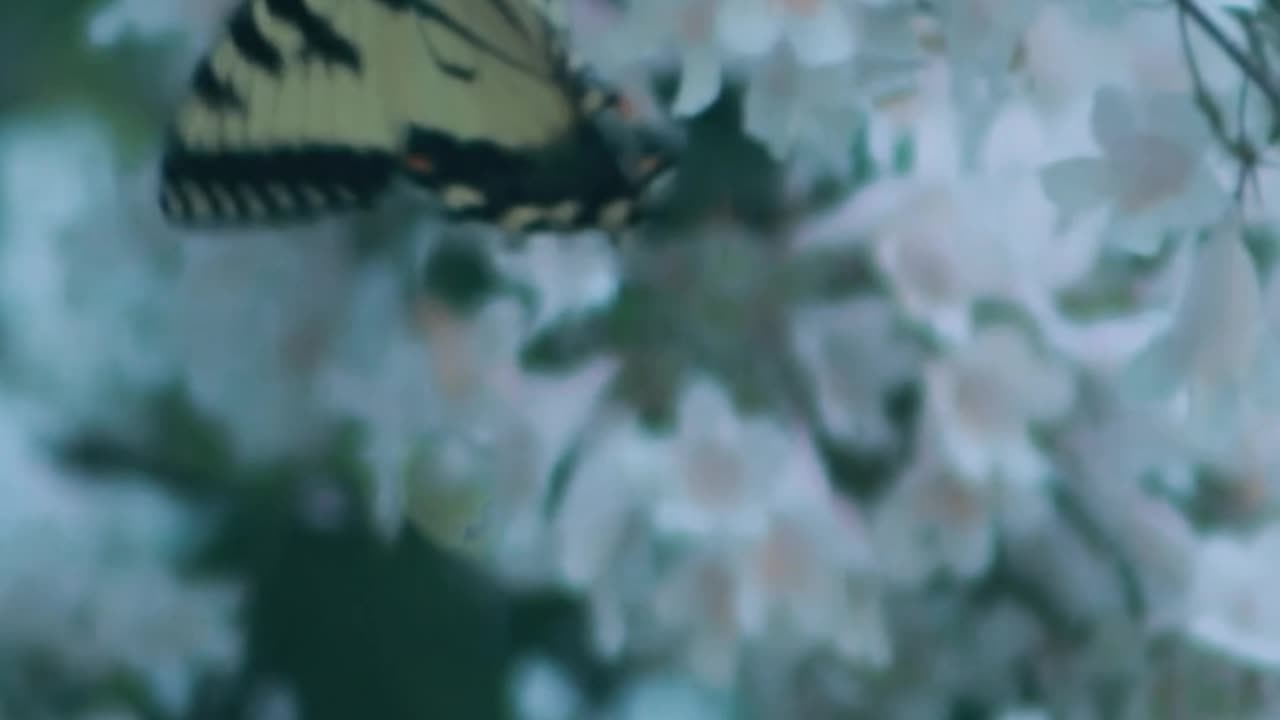 Butterfully Butterfully