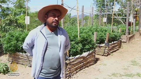 Mexico farmers still wait for medical marijuana licensing