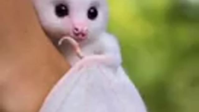 #Cutepets #Cuteanimals #beautifulanimals #whitebats #cutebats