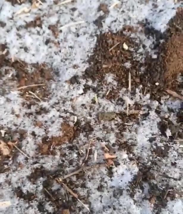 Dead and captive ukraine soldiers