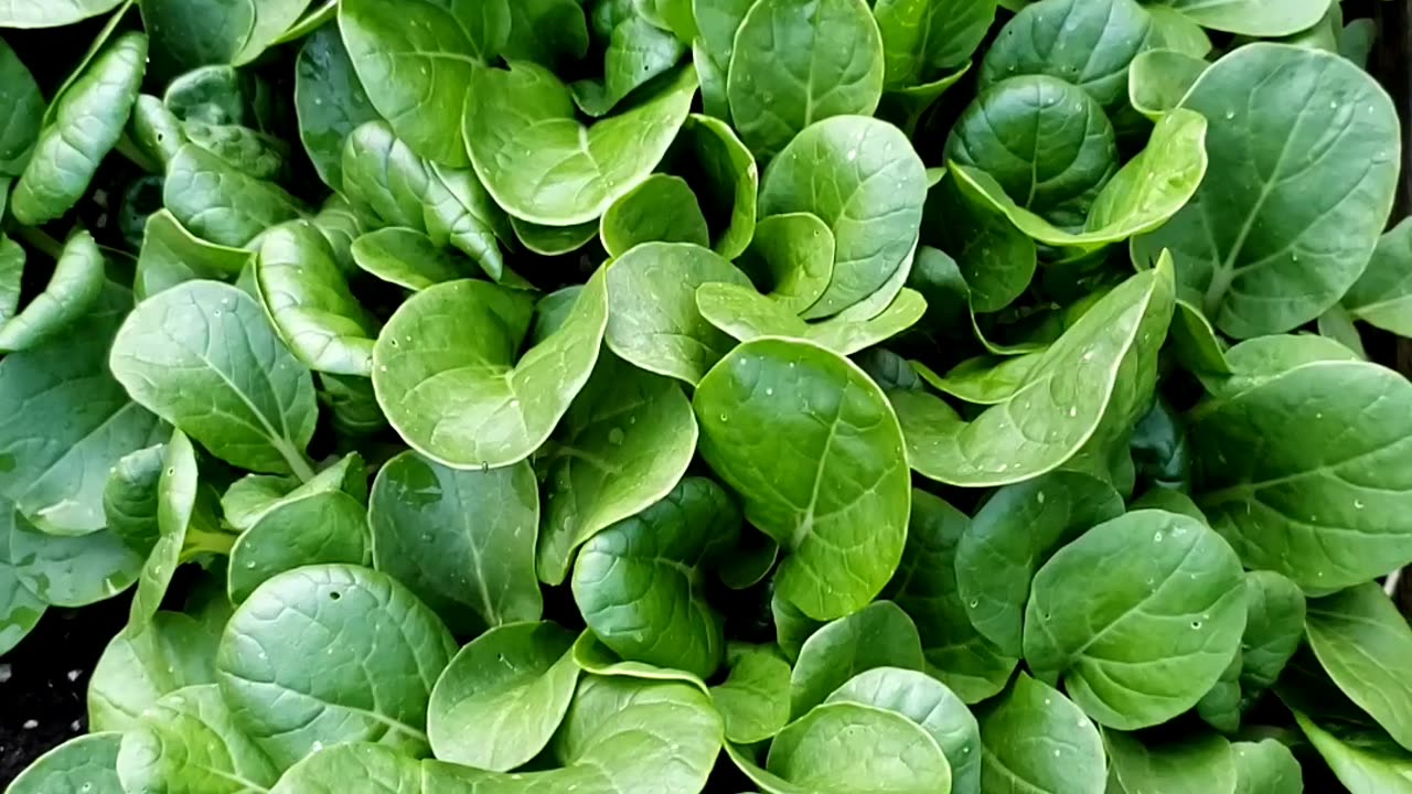 Harvesting first Crops, Bok Choy