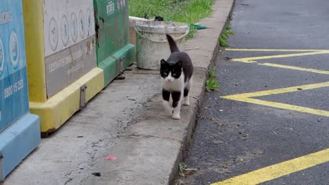 The baby kitten by the dustbin is waiting for someone to save it