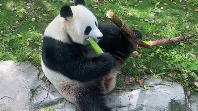 The sound of eating bamboo shoots is so healing that I want to eat bamboo shoots