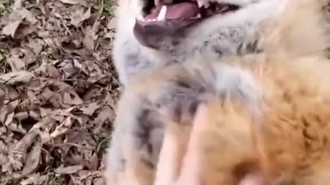 Fox laughing