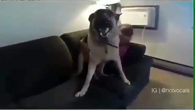 this is why we love dogs