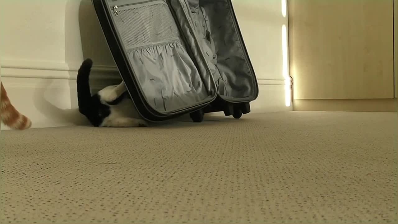 Funny & Cute Cat Compilation Video