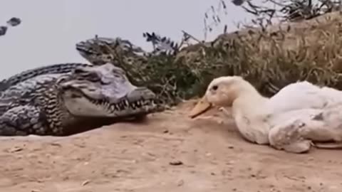 Crocodile attacks sleeping duck 🦆