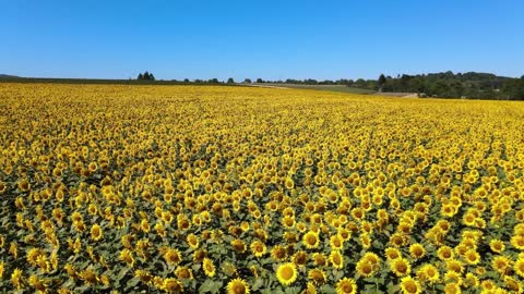 ENORME CAMPO DE GIRASOLES