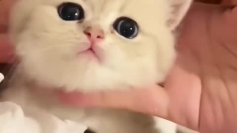 Funny 🤣 Cat 😺😺😂 video