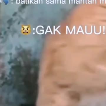 The Love Story of an Orange Cat and a White Cat