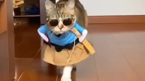 Cat fashion show