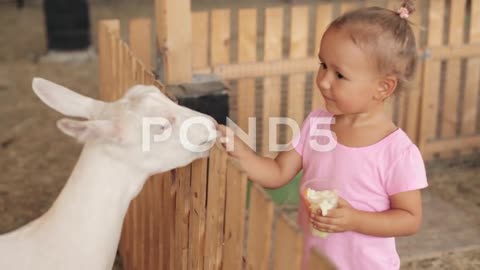 Cute little girl feeding a white goat at farm