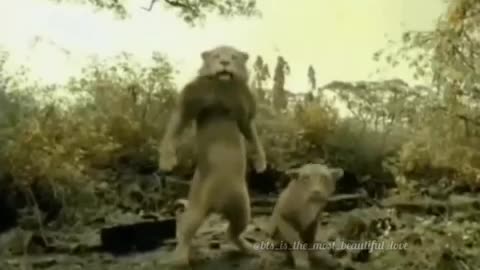 funny animals video