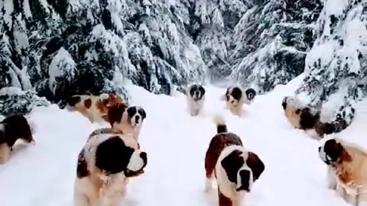 #Beautiful #snowfall with #Dogs moving around