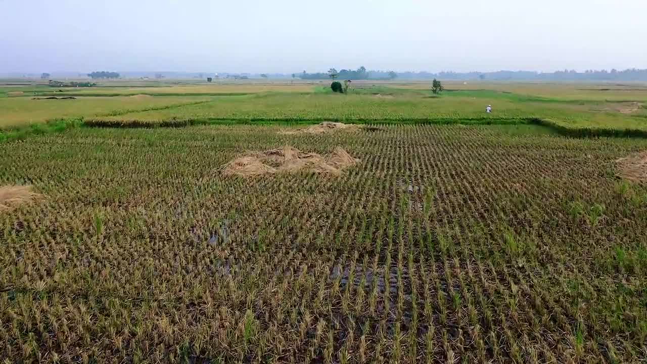 A fertile paddy field loaded with ripe pods