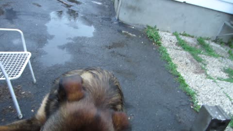 Old video of my dog Princess in the rain