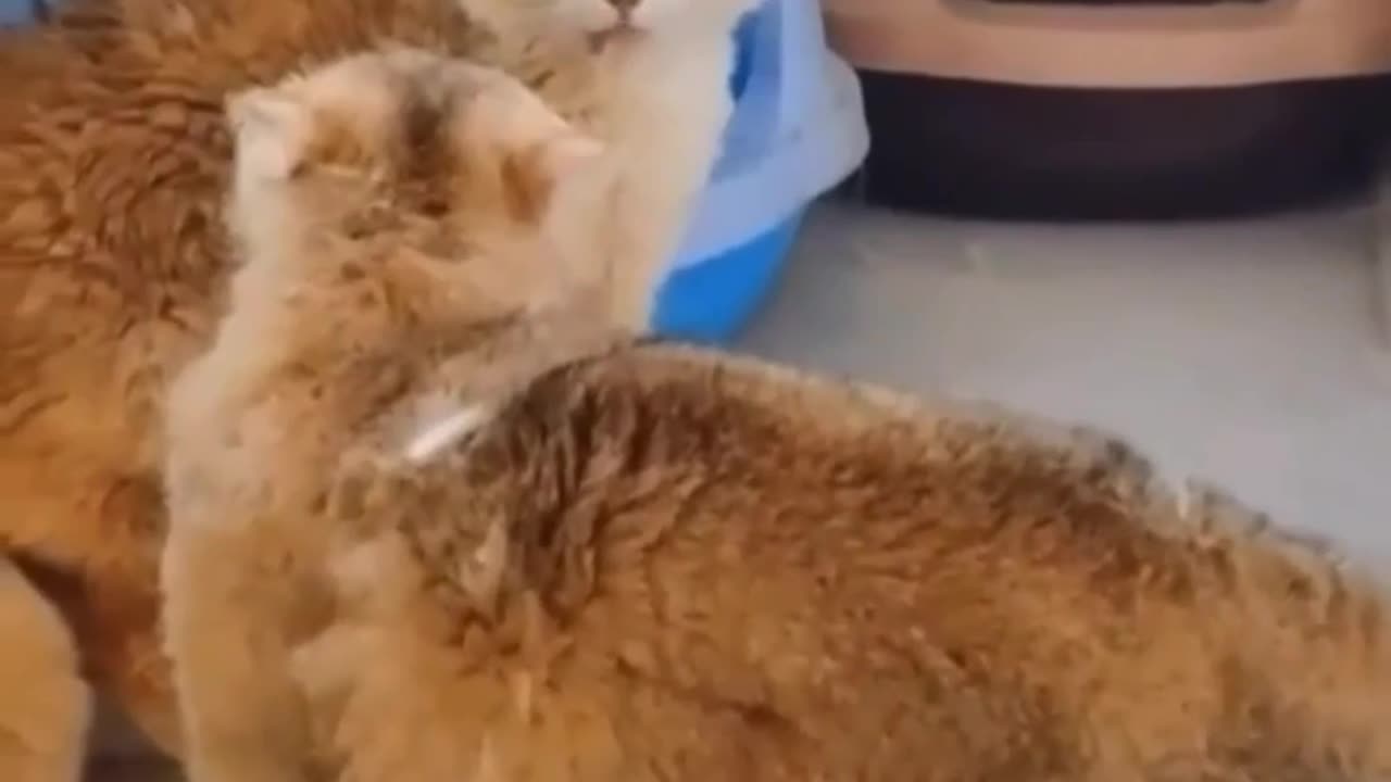 Very funny cats fighting video